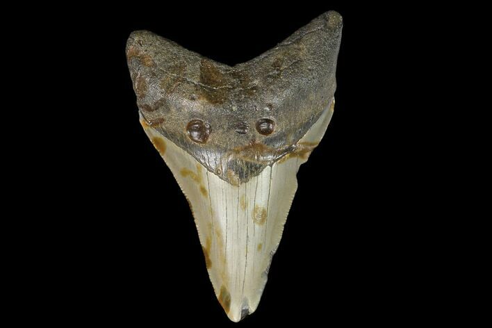 Fossil Megalodon Tooth - North Carolina #130026